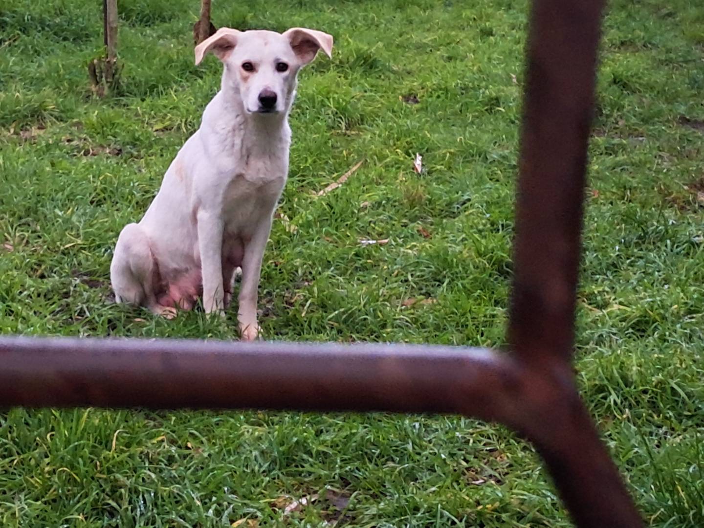 Adotta il cane Matilde a Caserta