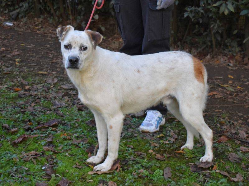 Adotta un cane, maschio, 5 anni  e 5 mesi , Roma