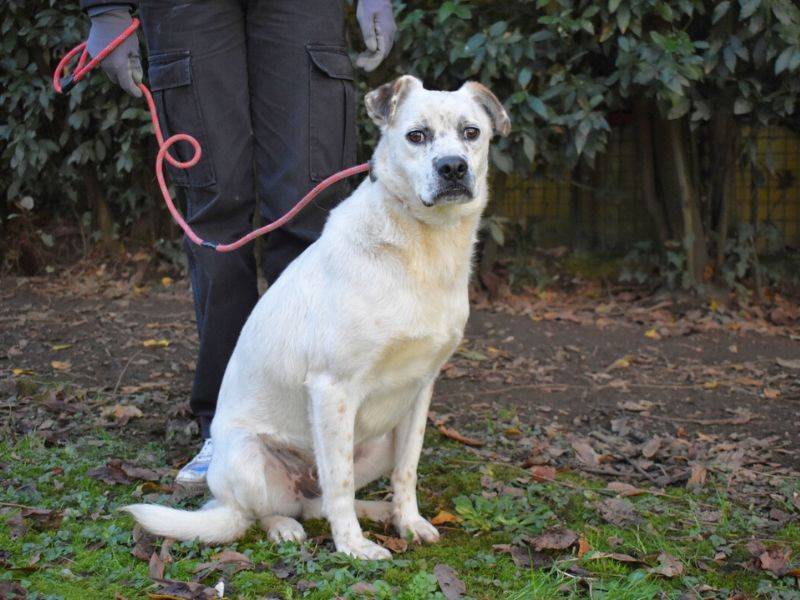 Vuoi adottare un cane a Roma?