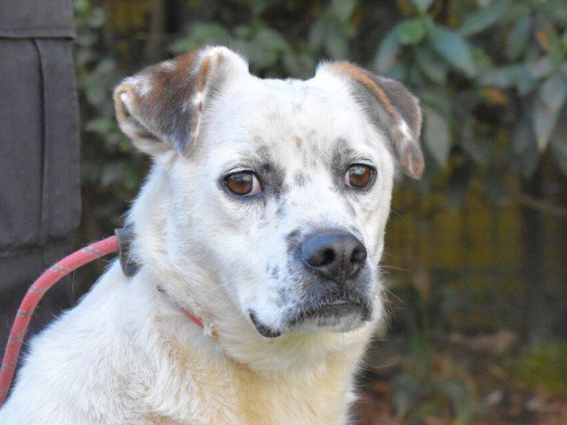 Adotta il cane Jedd a Roma