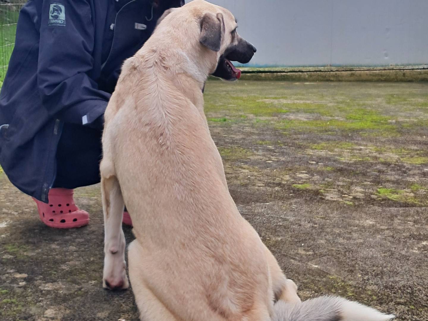 Adotta il cane Chloe a Agrigento