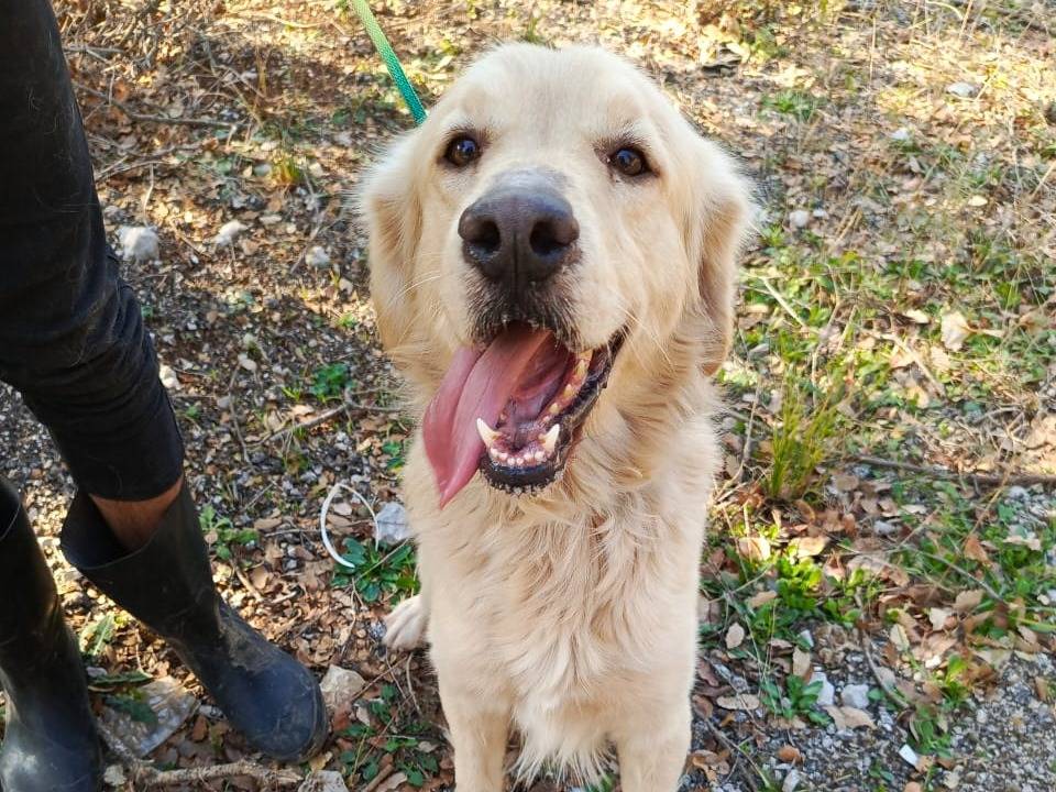Adotta un cane, maschio, 1 anno, Milano