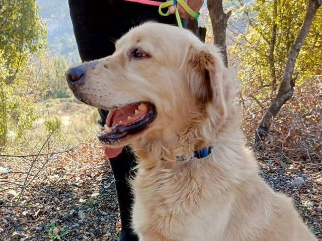 Adotta un cane, taglia media, maschio, Milano
