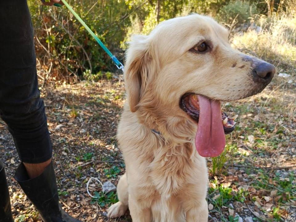Vuoi adottare un cane a Milano?