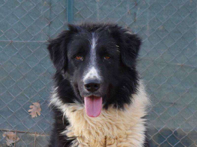 Adotta un cane, maschio, 2 anni  e 10 mesi , Matera