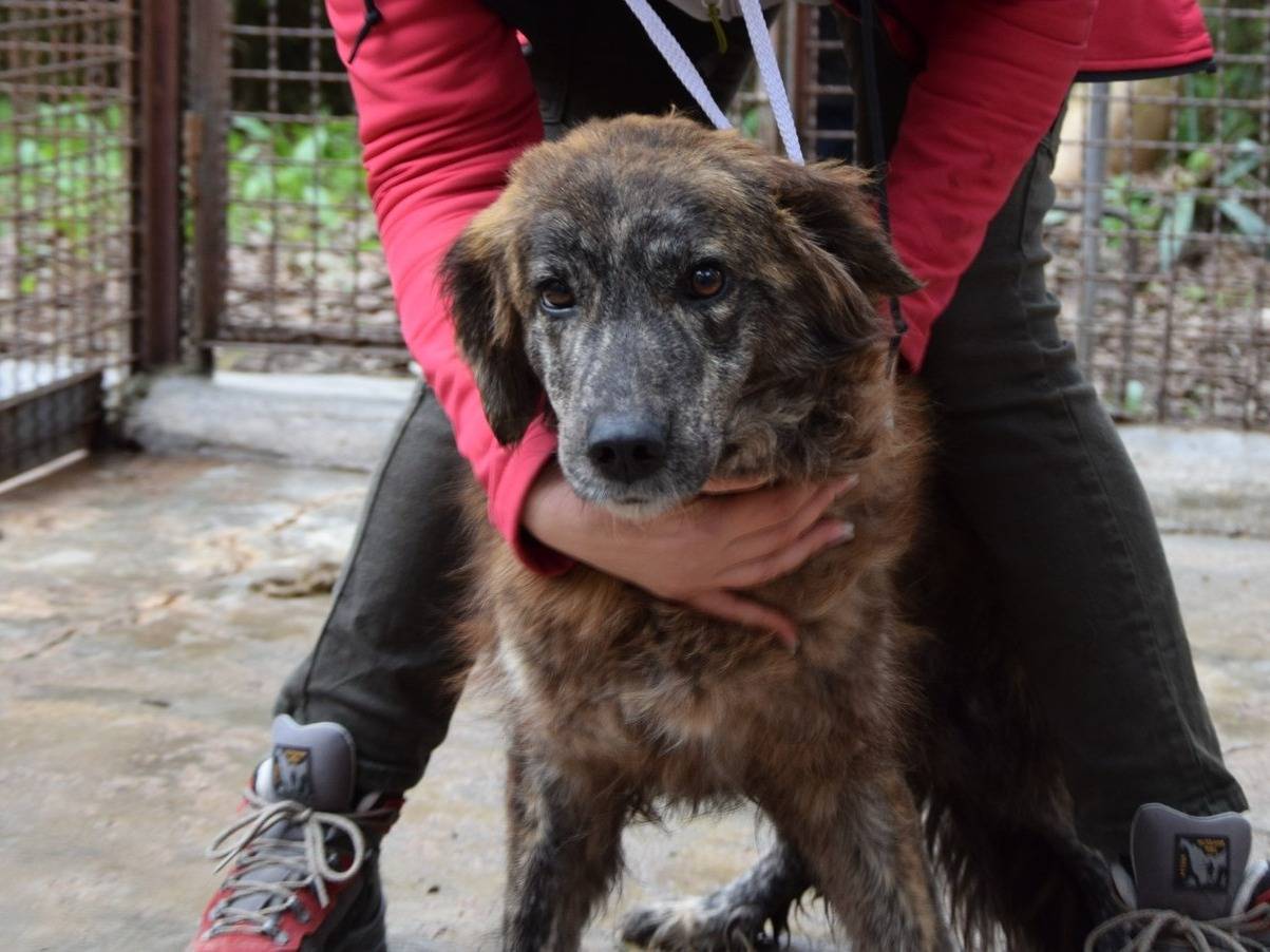 Foto dell'animale