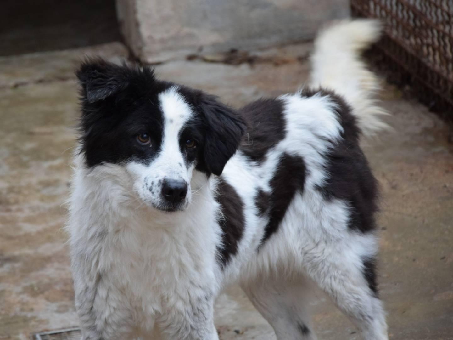 Foto dell'animale