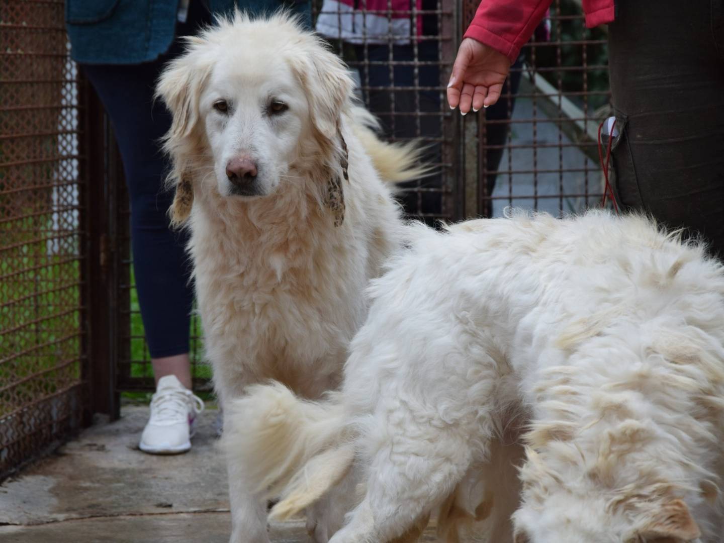 Foto dell'animale