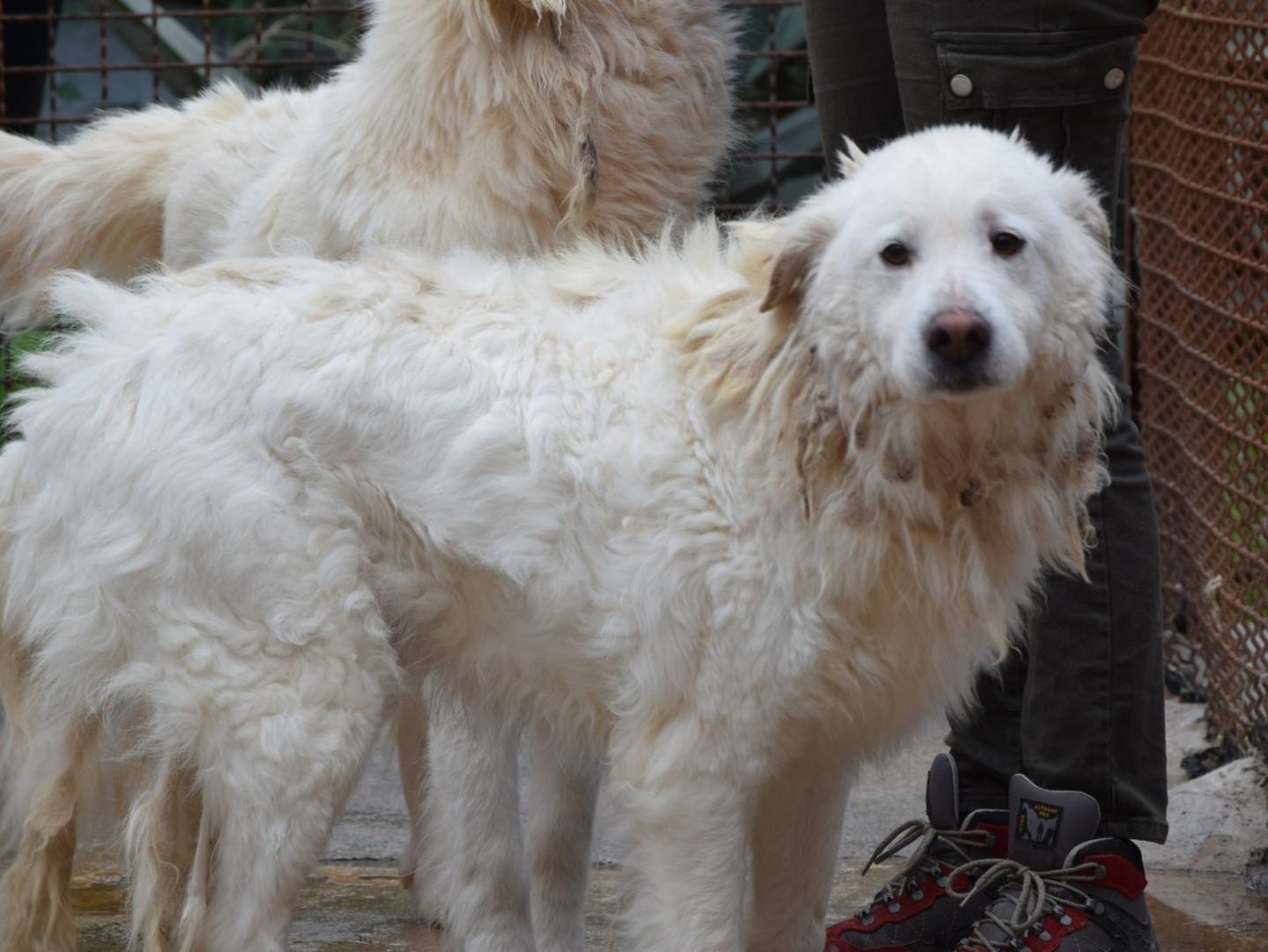 Adozione cane, maschio, Razza sconosciuta Razza sconosciuta, 7 anni  e 4 mesi , taglia media, Chieti