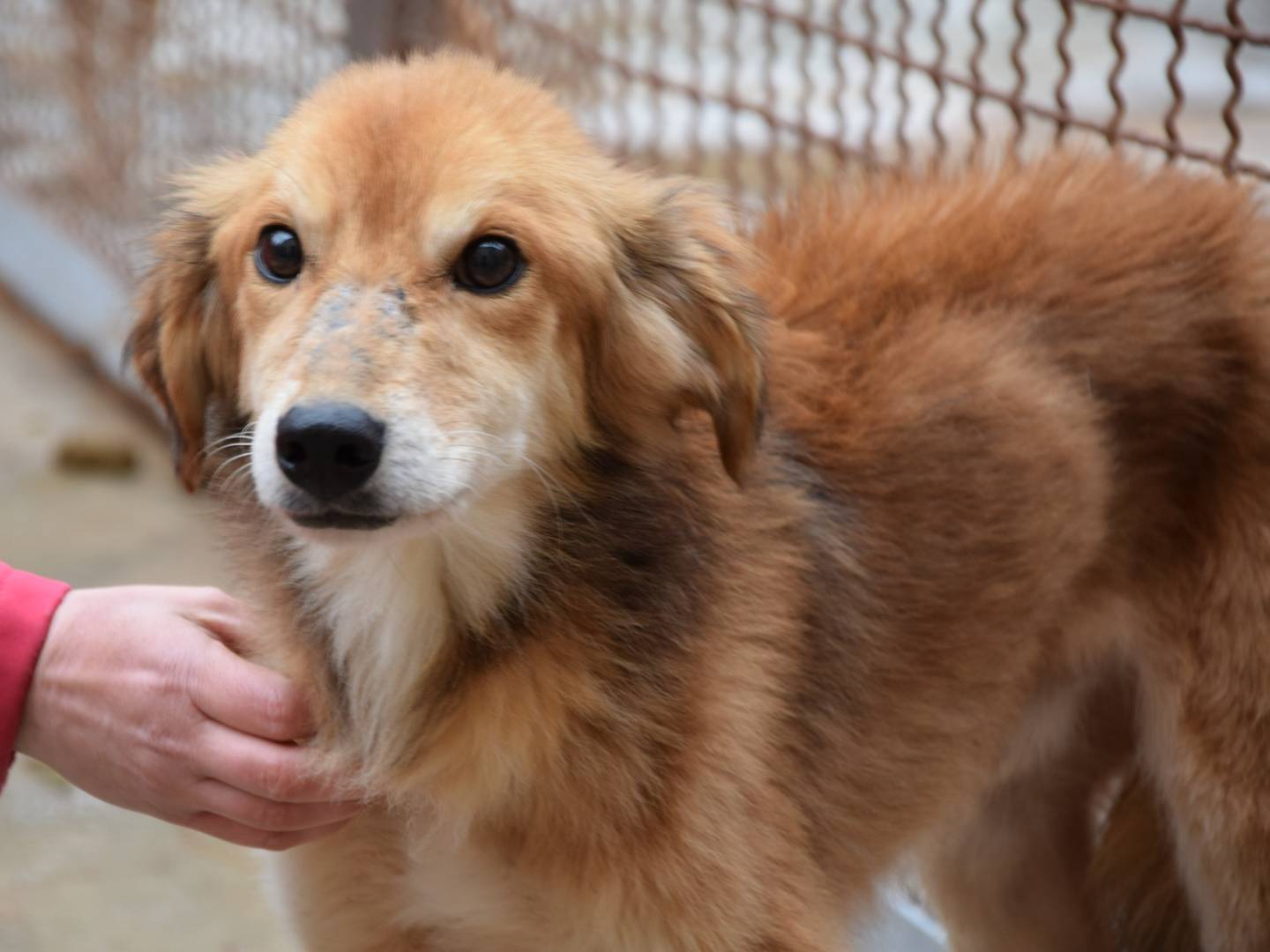 Foto dell'animale