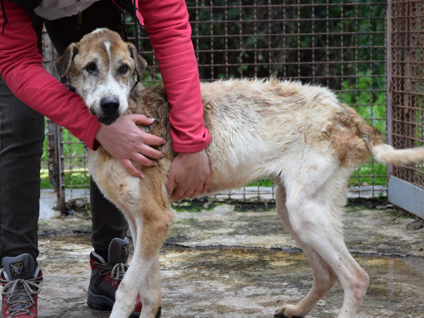 Foto dell'animale