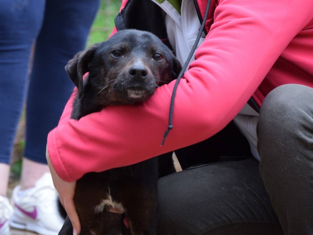 Adozione cane, maschio, Razza sconosciuta Razza sconosciuta, 6 anni  e 5 mesi , taglia media contenuta, Chieti