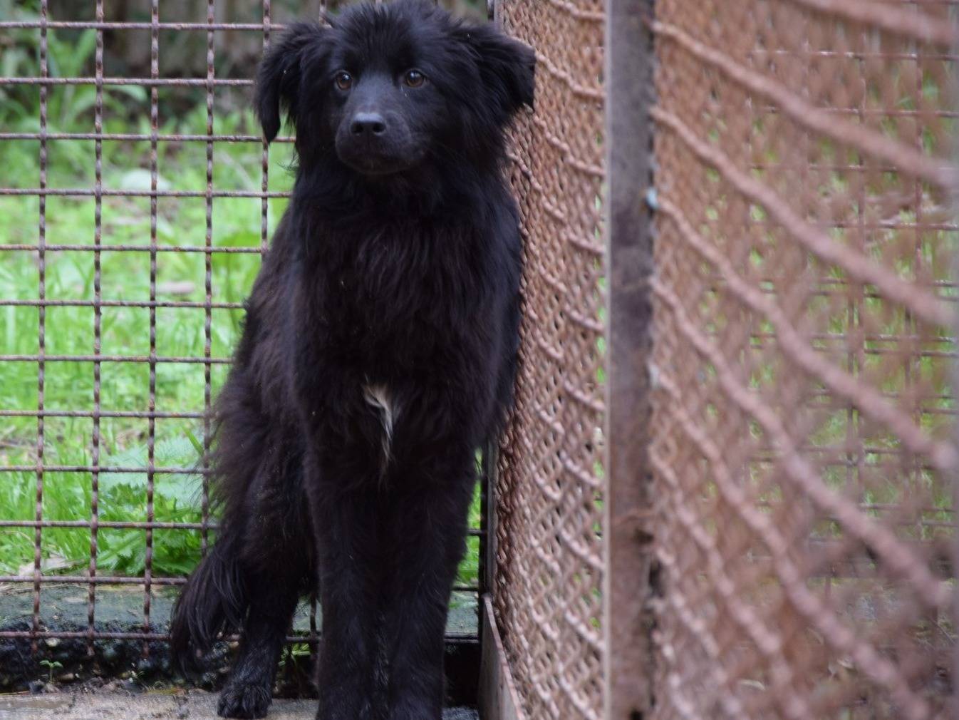 Foto dell'animale