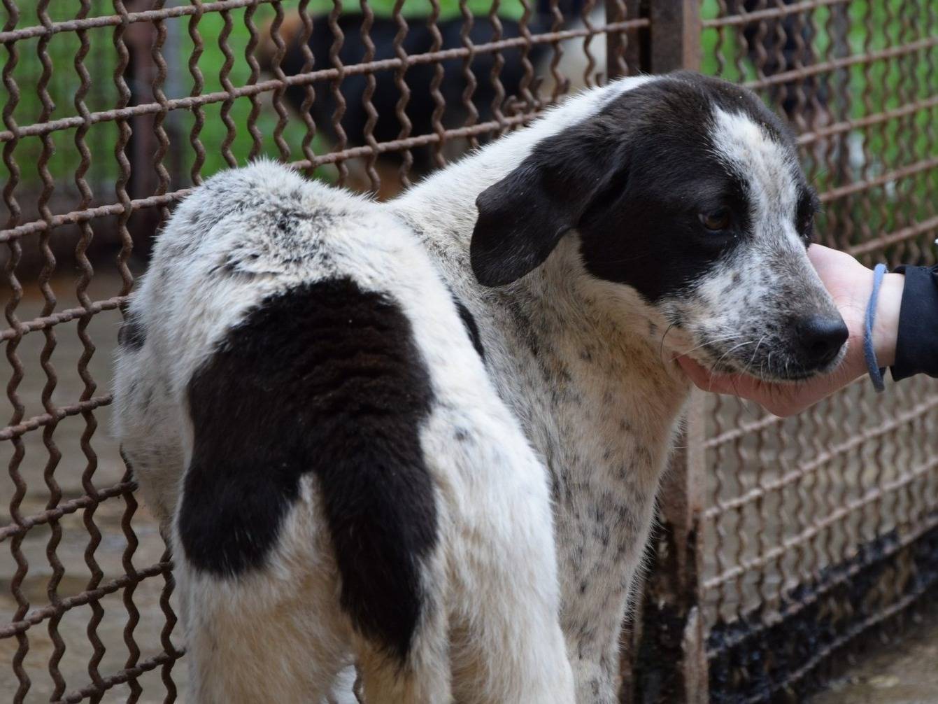 Foto dell'animale