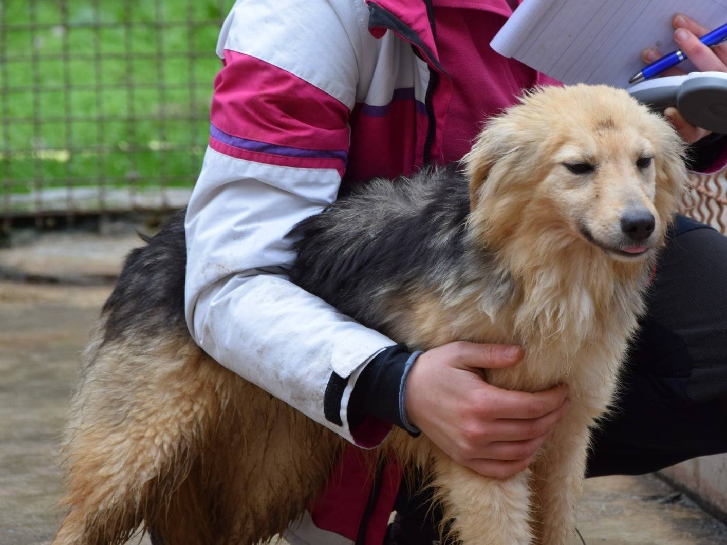 Foto dell'animale