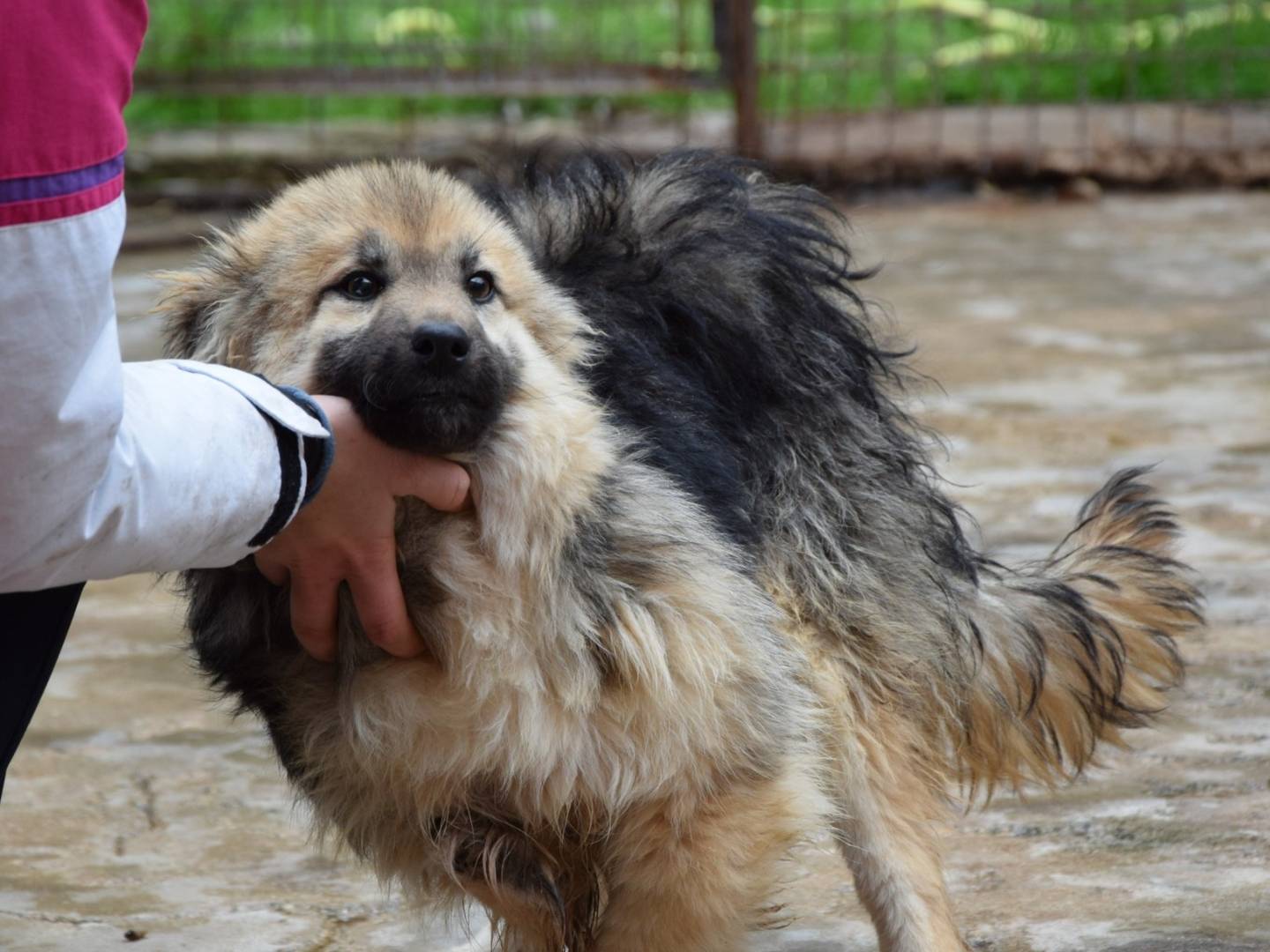 Foto dell'animale