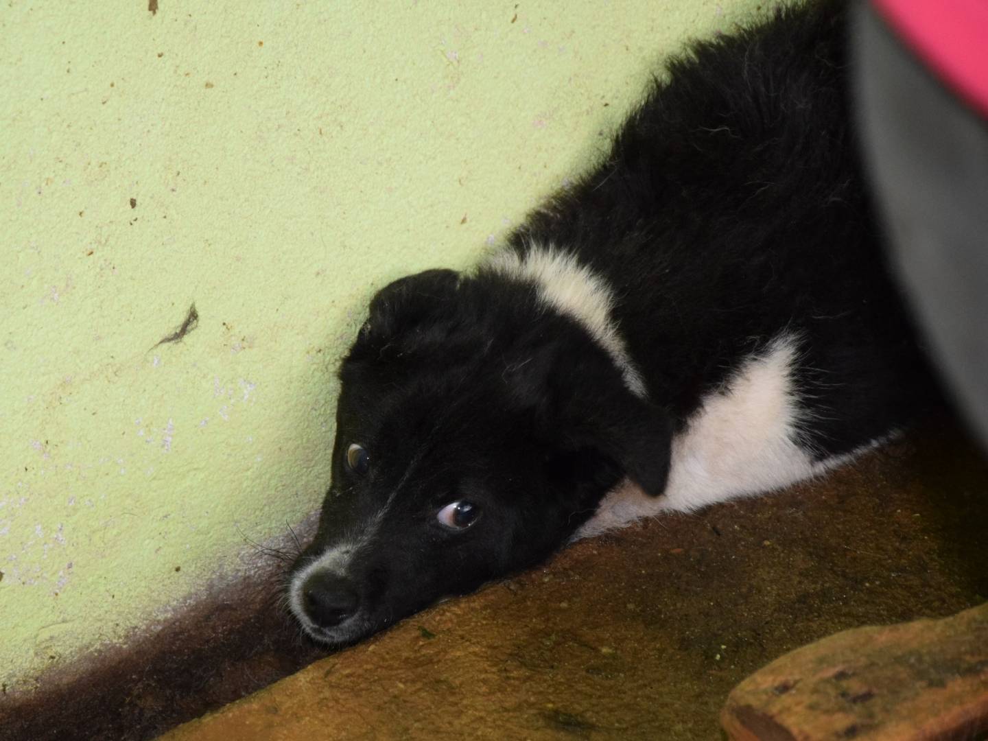 Foto dell'animale