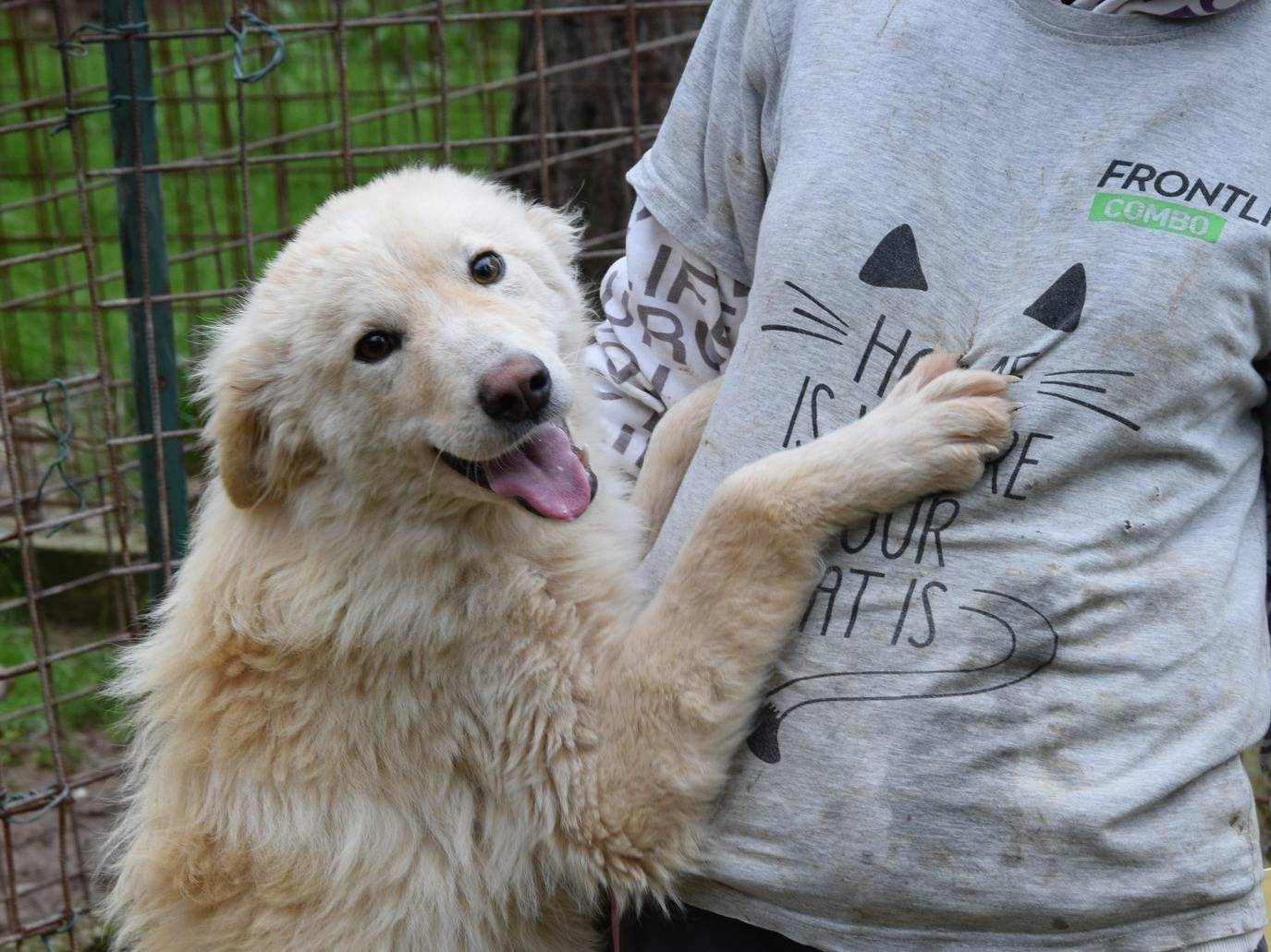 Foto dell'animale