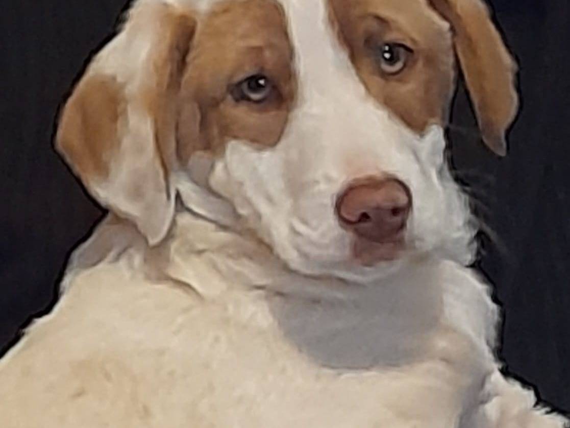 Adotta un cane, maschio, 5 mesi, Viterbo