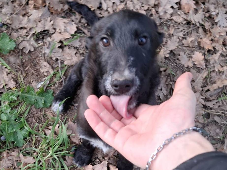 Adotta un cane, maschio, 7 mesi, Viterbo