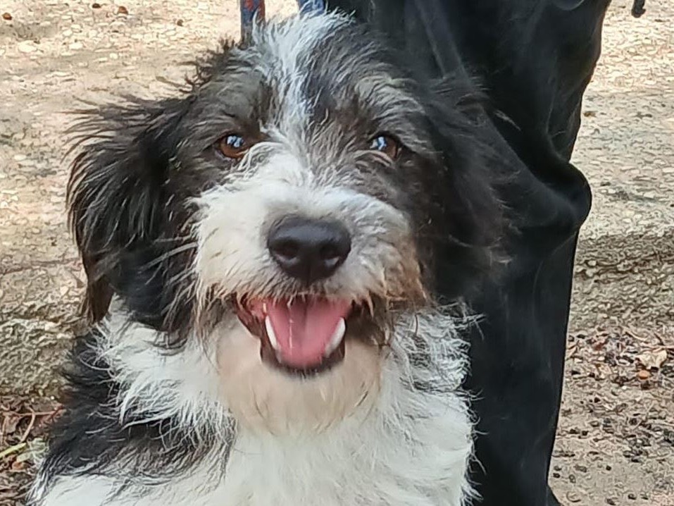 Foto dell'animale