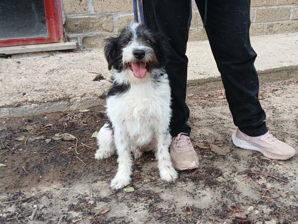 Adotta un cane, femmina, 1 anno e 11 mesi, Roma