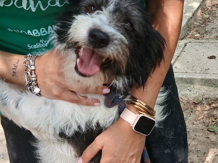 Adotta un cane, taglia media contenuta, femmina, Roma