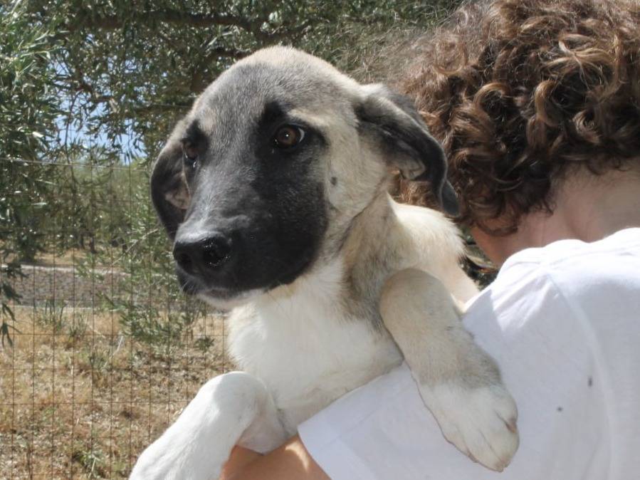 Foto dell'animale