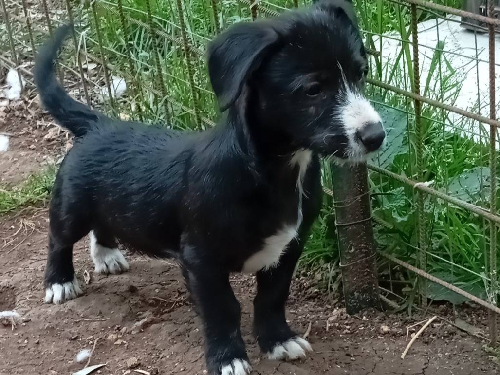Foto dell'animale