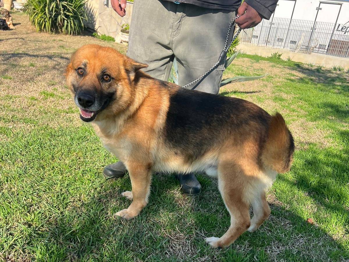 Adotta un cane, taglia media, maschio, Matera