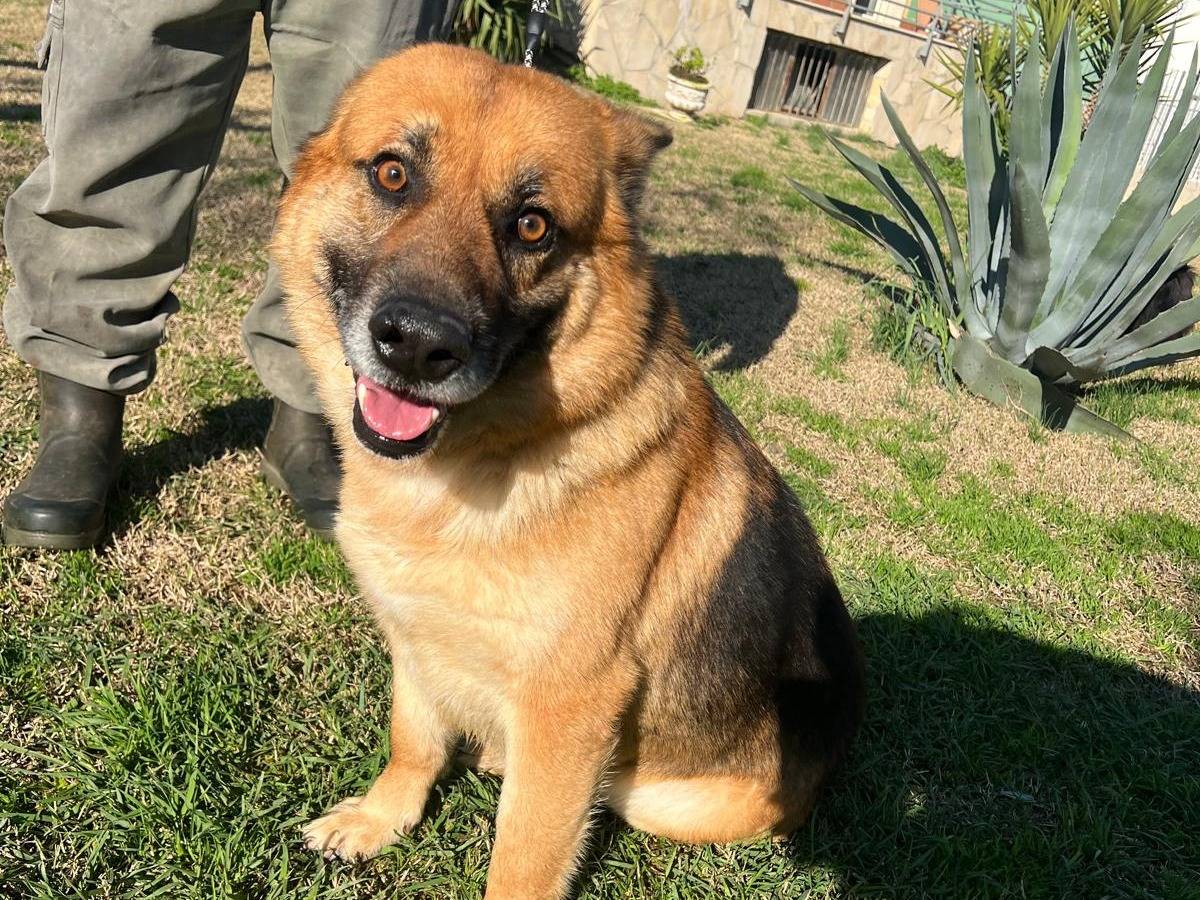 Adotta il cane Buddy a Matera