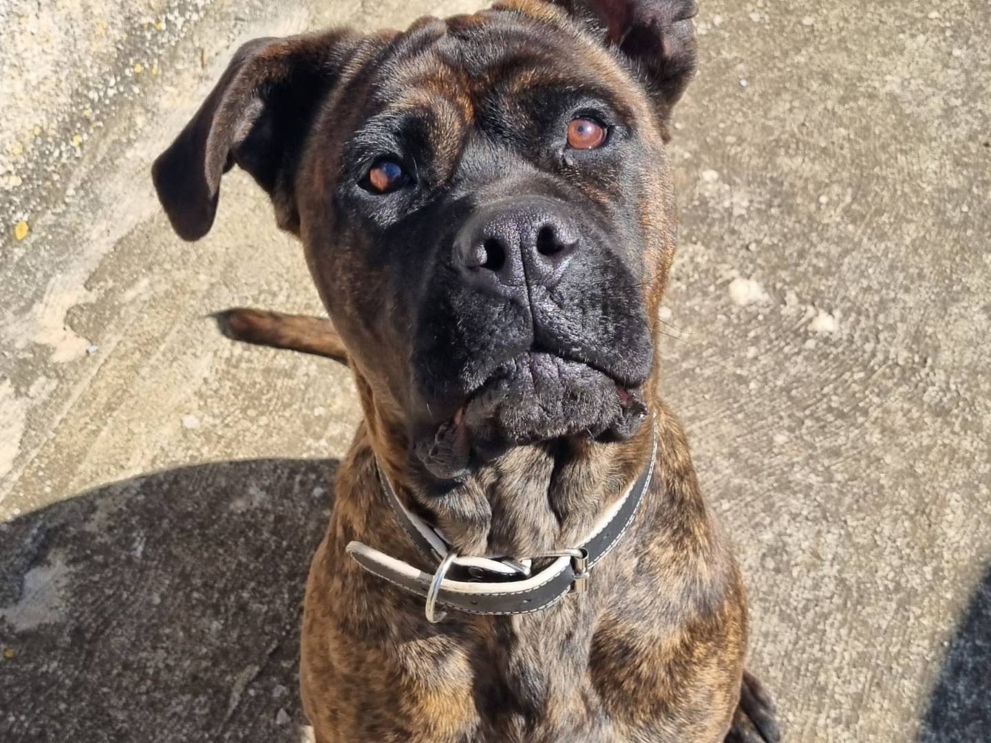 Adozione cane, femmina, Razza sconosciuta Razza sconosciuta, 5 anni , taglia media, Milano