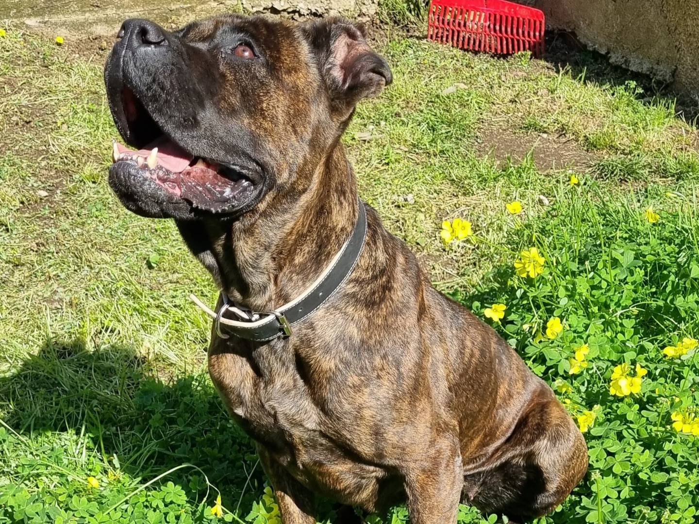 Adotta un cane, femmina, 5 anni , Milano