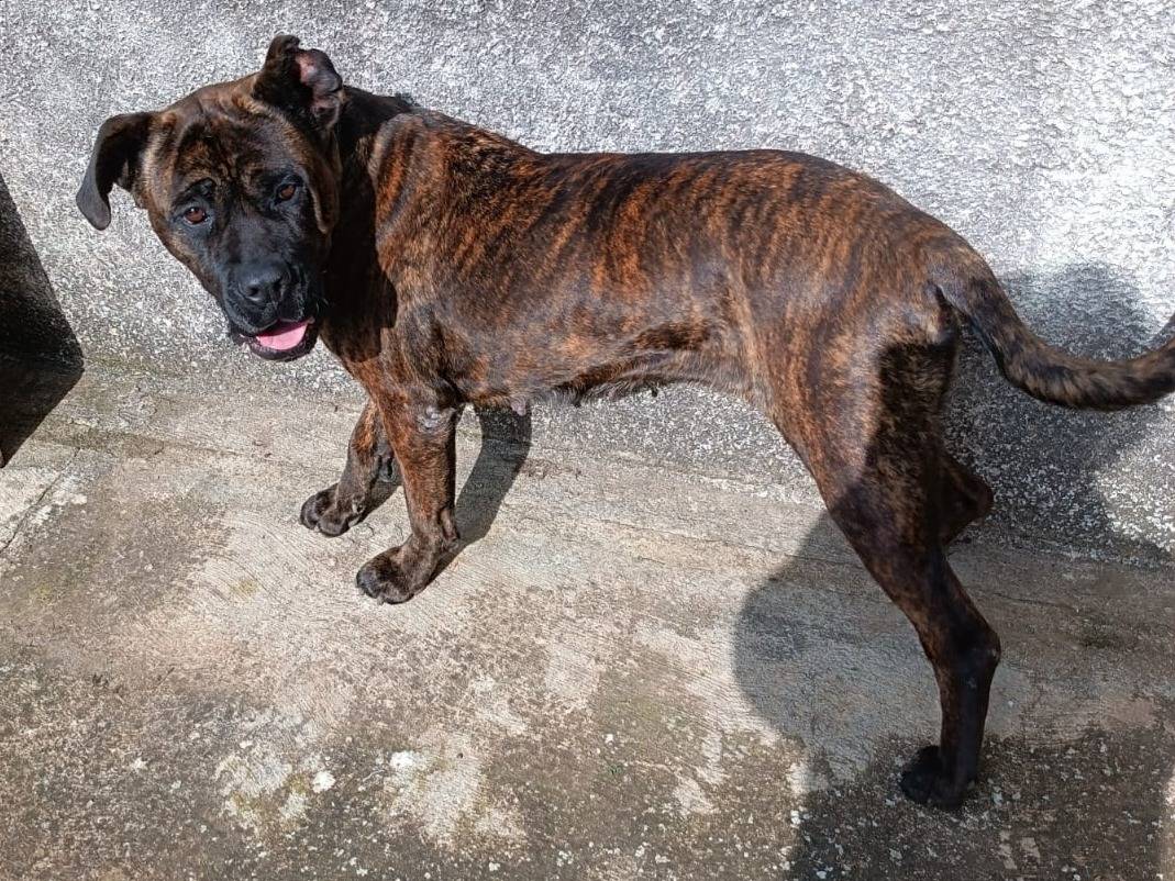 Adotta un cane, taglia media, femmina, Milano