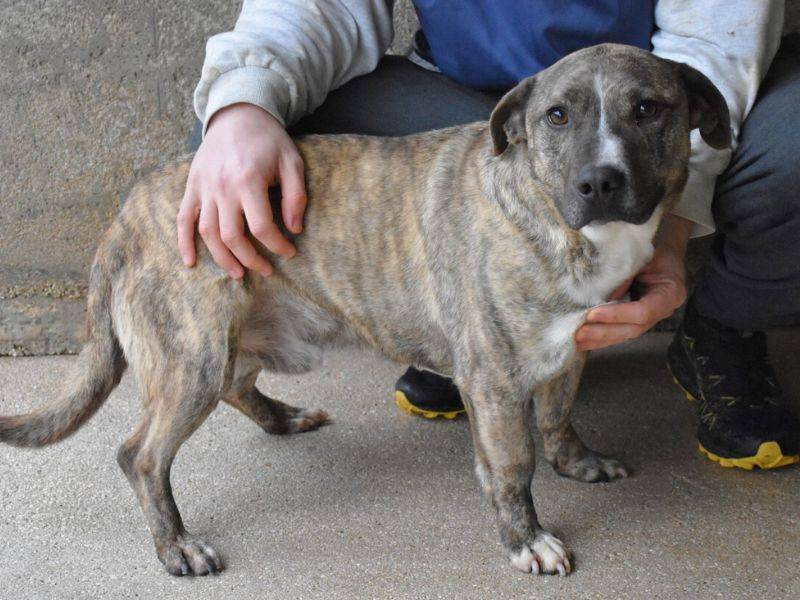 Adotta un cane, maschio, 5 anni , Roma