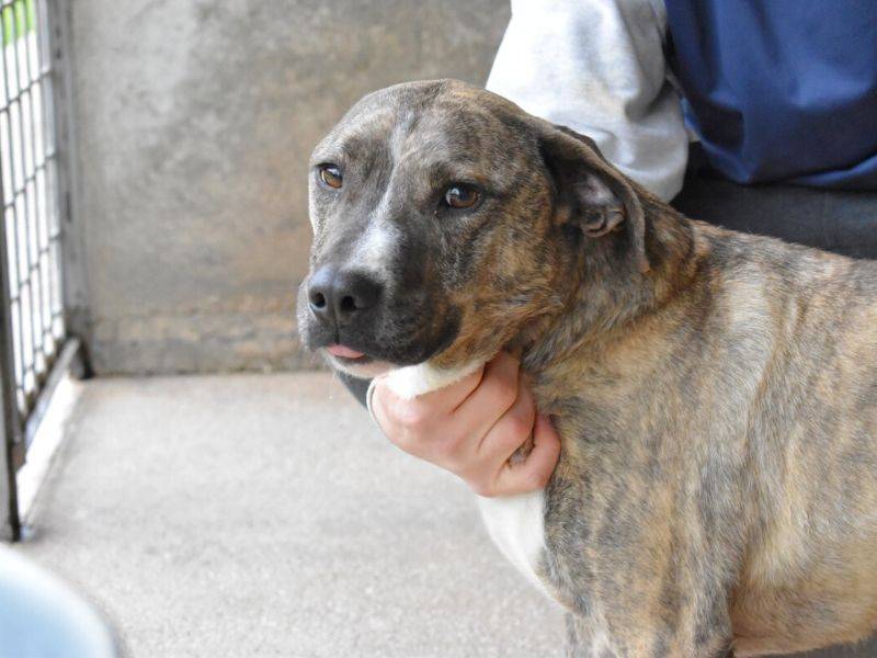 Adotta un cane, taglia media contenuta, maschio, Roma