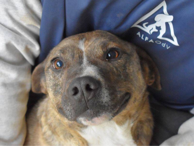 Vuoi adottare un cane a Roma?