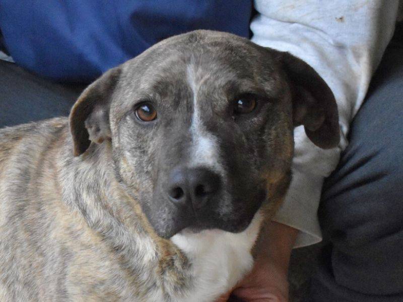 Adotta il cane Mauretto a Roma