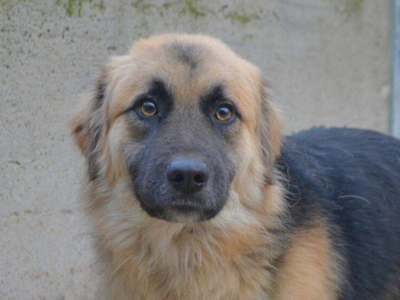 Vuoi adottare un cane a Frosinone?