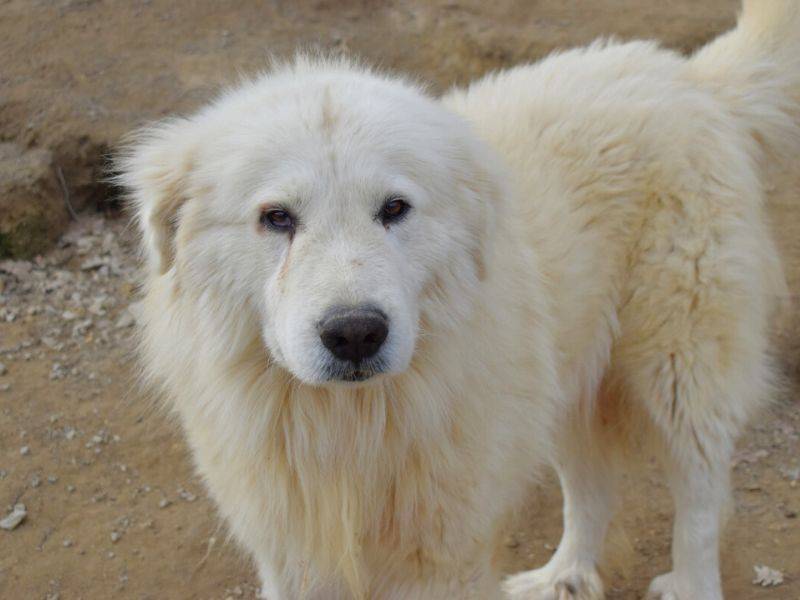 Adozione cane, maschio, Pastore maremmano Razza sconosciuta, 4 anni  e 1 mese, taglia grande, Matera