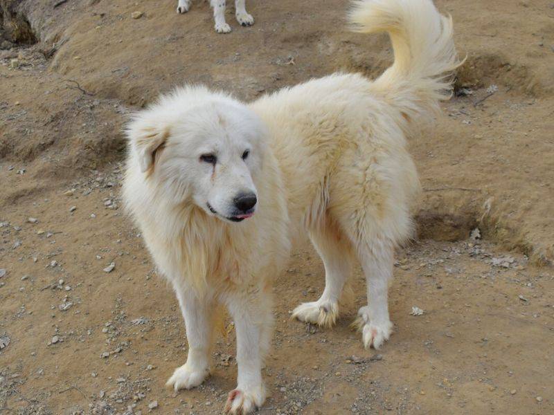 Adotta un cane, maschio, 4 anni  e 1 mese, Matera