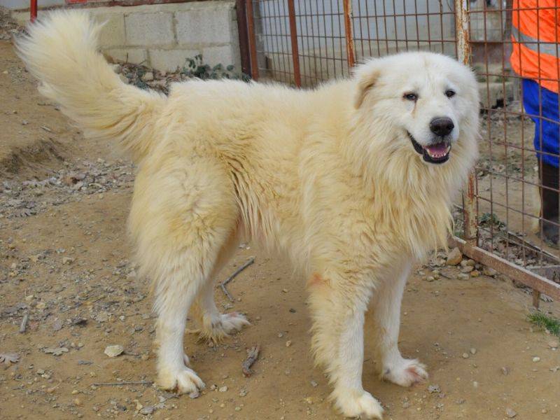 Adotta un cane, taglia grande, maschio, Matera