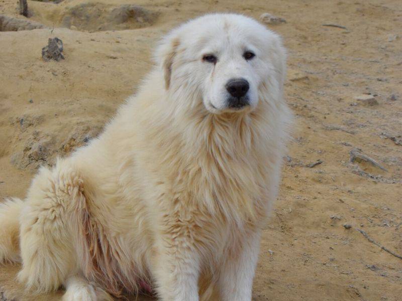 Vuoi adottare un cane a Matera?