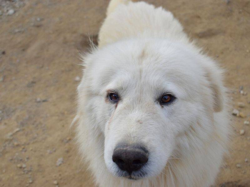 Adotta il cane Jairo a Matera