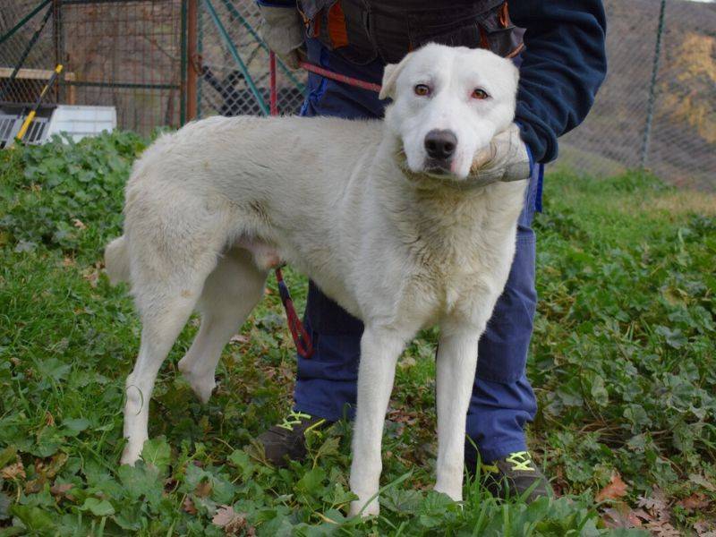 Adotta un cane, maschio, 3 anni  e 5 mesi , Matera