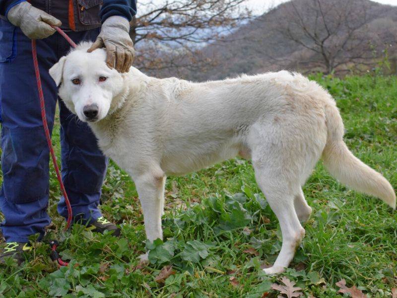 Foto 3 dell'animale