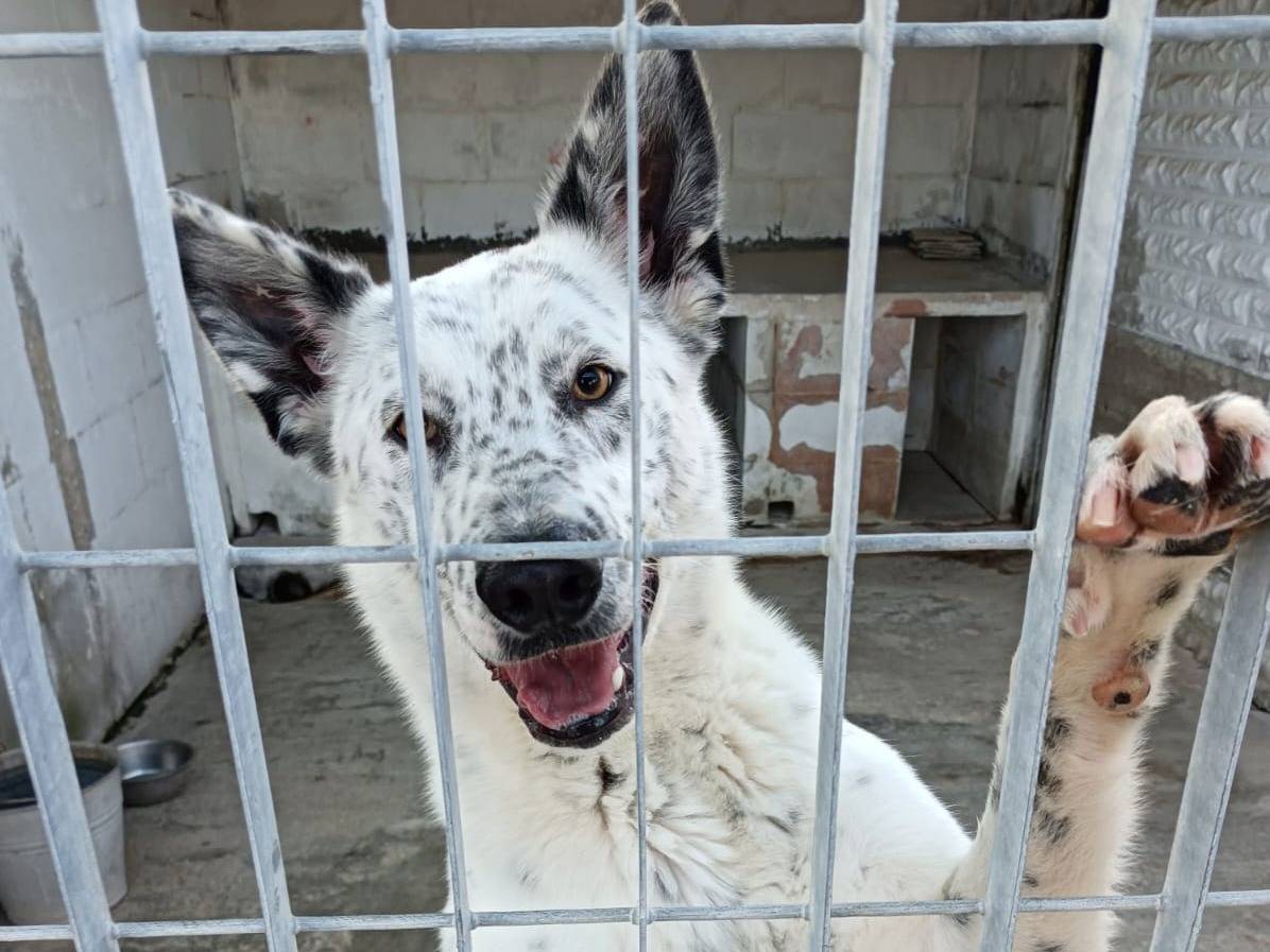 Foto dell'animale