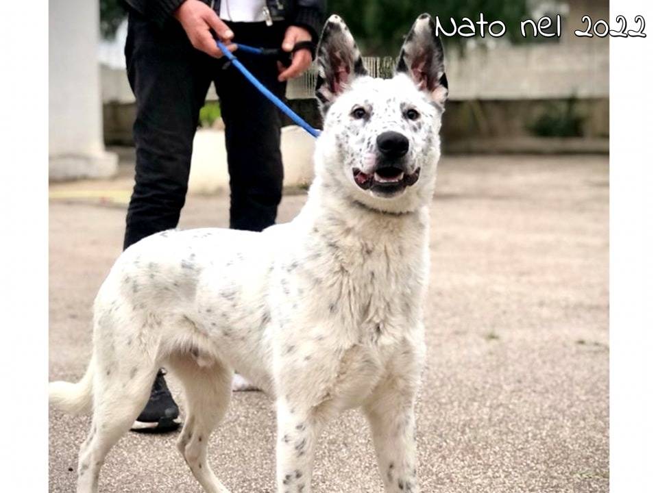 Adotta un cane, maschio, 2 anni  e 11 mesi , Bari
