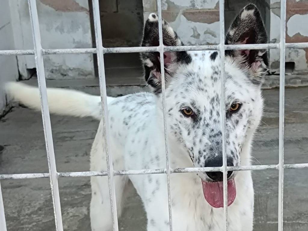 Adotta un cane, taglia media, maschio, Bari