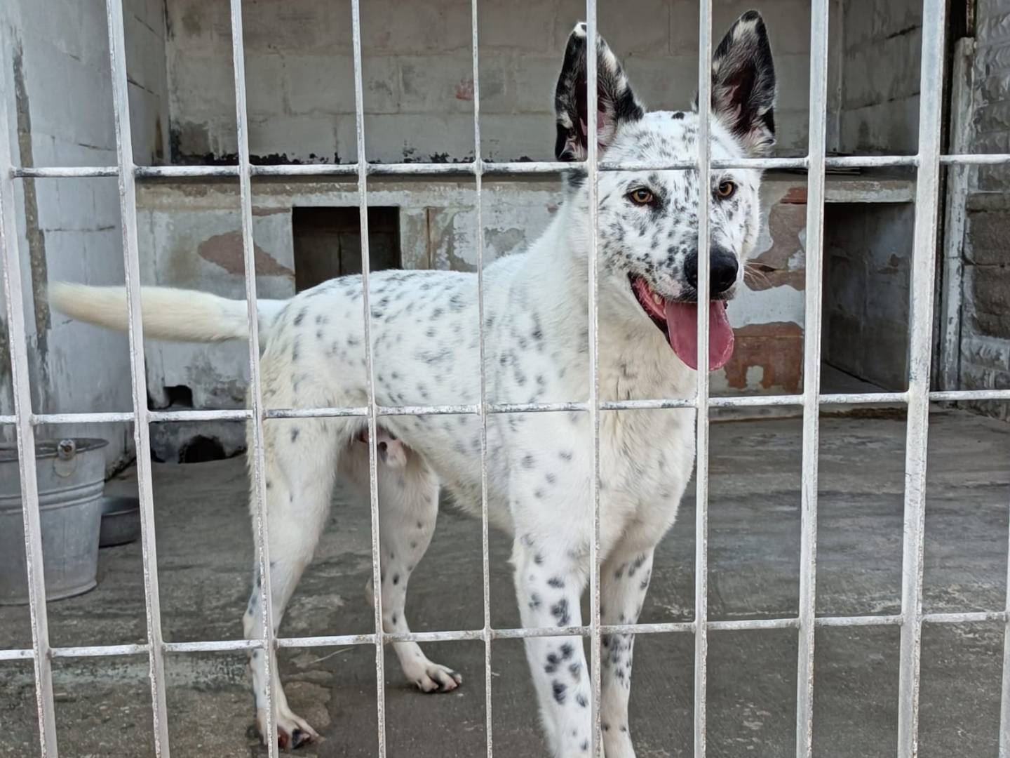 Adotta il cane Vento a Bari